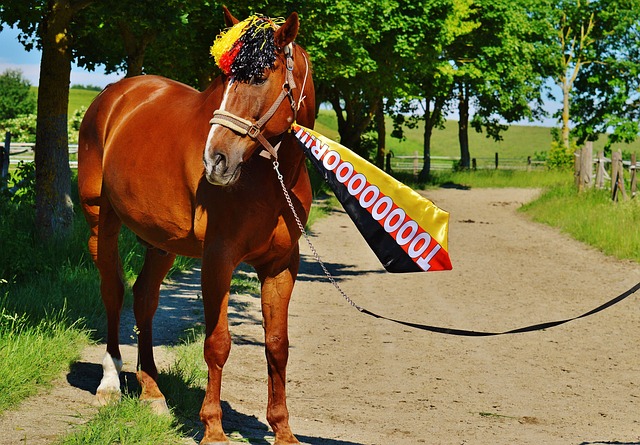 新點燃足球 新點燃足球